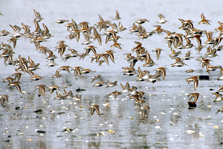 Dunlins take flight on the Copper River Delta Photo ADFampGJohn Hyde