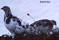 Ptarmigan season extends through the winter in most of Alaska