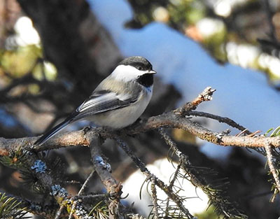 Blackcapped Chickadee photo by Tim Bowman