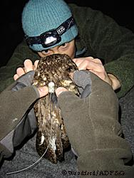 Biologist Michelle Kissling puts a tiny backpackstyle transmitter on a western screech owl Photo by Riley Woodford