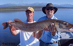 A trophy 46inch pike from Lake Clark released alive Northern pike are native to many of Alaskas Interior waters and are a valued gamefish and subsistence food But they can wreak havoc on native fish when they are transplanted to other areas