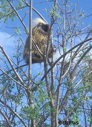 The North American porcupines scientific name Erethizon dorsatum means irritating back from  The genusGreek word Erethizo I irritate and the speciesLatin word dorsatum the back