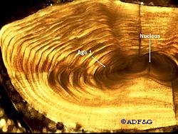 Age 1 is the first prominent continuous dark zone formed outside of the nucleus  This is a thinsectioned otolith of a burbot viewed under a compound microscope with a polarizing filter in place