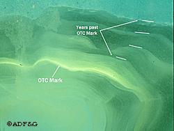 Thinsectioned burbot otolith viewed under a compound microscope equipped with a mercury lamp showing the fluorescing OTC mark and annuli past this mark