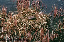 This redthroated loon nest shows how loons typically build their nests in the grass along the shoreline Photo by Tim Bowman US Fish and Wildlife Service