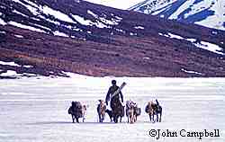 An Anaktuvuk hunter packing with his dogs in the late 1950s John Martin Campbell photo