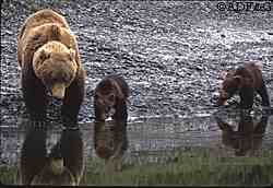 At birth a brown bear cub weighs about a pound and a half or two pounds and when they emerge from the den about four months later the cubs average about 11 or 12 pounds Milk production and intake increases fourfold after they emerge from the den