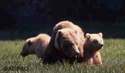 The peak lactation occurs over  in June and July At peak lactation a brown bear cub consumes about 45 ounces of milk per day