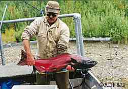 Retired biologist Mike Doxey with a Chena River king salmon ADFampG photo