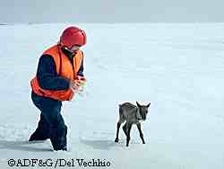 Biologist Steve Arthur releases a newly collared calf on the calving ground east of Prudhoe Bay Photo by Patricia Del Vechhio