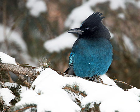 A Steller39s jay Photo by Katie Christie
