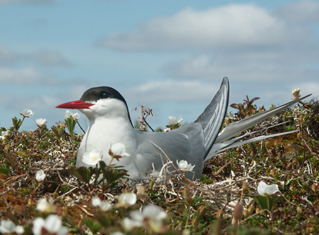 An Arctic tern Photo by Tim Bowman