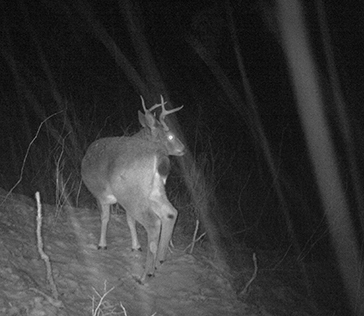 Nighttime trail camera photo of Sitka Blacktail buck in a midNovember snowstorm Notice the gland on the inside of the buckrsquos back leg dark spot these become much more prominent during the rut