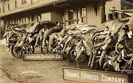 Carts piled high with deer each with a shipping tag affixed to its antlers await shipment at a train station in Cheboygan Mich The image is a postcard handwritten on the back Nov 9 1913 emCourtesy Detroit Public Library Burton Historical Collectionem