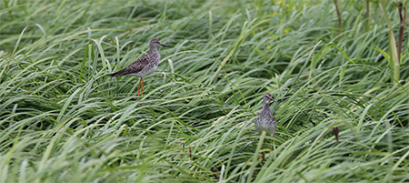 Yellowlegs blend in well Their distinct call is a good clue to their presence