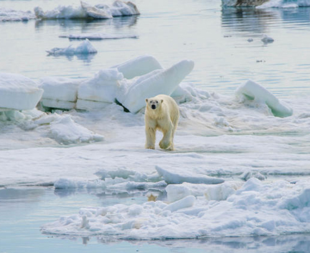 Polar bears are aggregated on the WAFWA CHAT in the Crucial Habitat Rank display and in the Species of Concern layer this category includes threatened and endangered animals Within the AHMG Marine Mammals display of Alaskarsquos CHAT polar bears are displayed by coastal denning areas and general distribution Within the hexagon framework these specific site locations are buffered as protected by Alaska Statute which prohibits the release of denning sites along with other species location data Photo by Justin Jenniges USFWS permit MA0393862