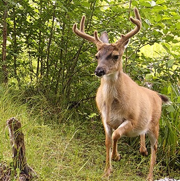 A trail camera captured this late summer photo of a Sitka blacktailed deer buck with antlers in velvet Antler growth and many other biological functions are regulated by hormones which are often triggered by environmental causes like changes in day length the photoperiod