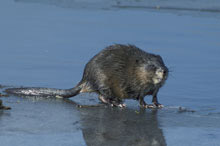 A Muskrat on ice note the vertically flattened tail Alaska39s native wild Muskrats are sometimes mistaken for Norway Rats but Muskrats rarely come indoors and are usually seen outisde