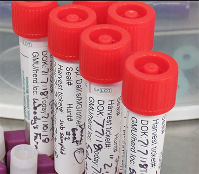 Nasal swab samples from Dall39s sheep