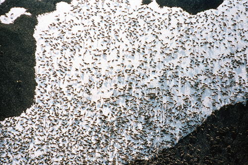 In spring and summer when biting insects are fierce on the tundra caribou seek relief on large snow patches which facilitates photographing and counting This image from 1985 of the Western Arctic Herd has about 3227 individuals The original image is large format