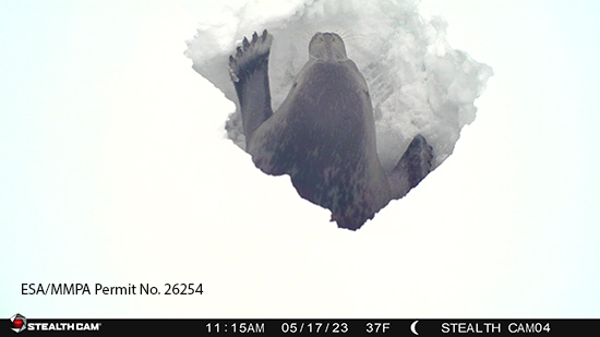 A seal clearing snow at a breathing hole NMFS ESAMMPA Permit No 26254