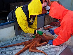 Researchers examine and tag a giant north Pacific octopus