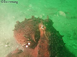 The giant north Pacific octopus has a high growth rate and is short lived abundant fecund and reproductively secretive This animal has an elastomer tag marking it Photo by D Scheel Alaska Pacific University