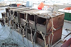 Octopus lair traps Octopus can be caught in unbaited pots because they seek out cavities for shelter Photo by D Scheel Alaska Pacific University