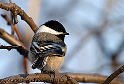 Chickadee photo by John Schoen