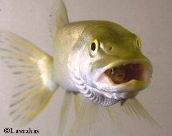 A trout is swallowed by a captive pike Photo courtesy Lavrakas