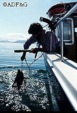 Halibut are a popular sport and commercial fish ADFampG photo