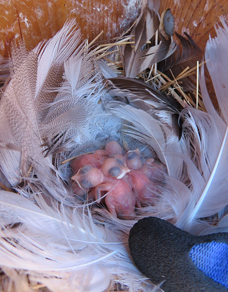 Brenda Wright carefully points to onedayold swallow hatchlings in a nest box Photo by Jessica Millsaps