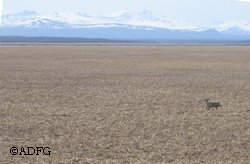 Initial investigations have identified a combination of low pregnancy rates and survival as the main reasons for the low calf recruitment