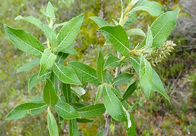 Feltleaf willow credit Torre Jorgensen iNaturalist