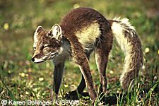 Arctic foxes with summer coat left and winter coat right