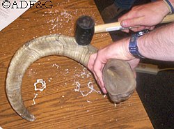 Using a mallet to insert a plug in a sheep horn
