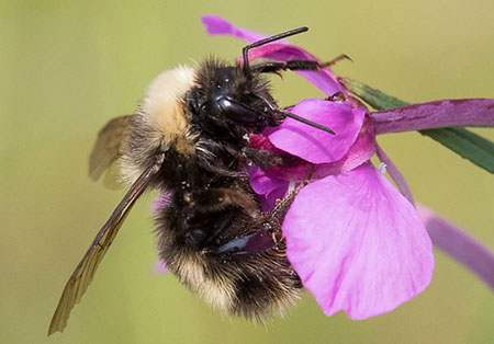 Western Bumblebee Jukka Jantunen on iNaturalist