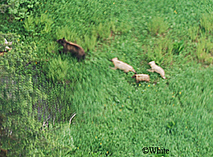 Kevin White photographed this mother brown bear with two lightcolored cubs and a third more typically colored cub north of Juneau The distortion is caused by the plexiglass helicopter bubble