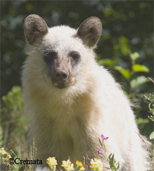 Glacier bears are black bears with a bluishgrey color but this Skagway bear is even lighter than the usual glacier bear color Andrew Cremata photo