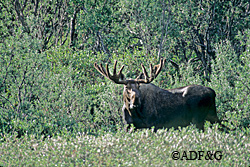 Kachemak Moose Habitat Inc a nonprofit established in 1996 has preserved more than 630 acres of moose habitat on the Southern Kenai Peninsula ADFampG photo
