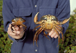 European Green Crab Carcinus maenas Photo by Jeff Goddard University of California Santa Barbara