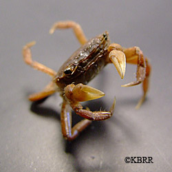 Yellow shore crab shorecrab Hemigrapsus oregonensis collected by Clem and Hunter Tillion in Halibut Cove Alaska This small crab carapace approx 13 in had not been documented in Kachemak Bay prior to this discovery Terry Thompson photo