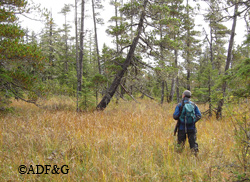 Juneau hunter Clay Good looks over a muskeg meadow on Admiralty Island Riley Woodford photo