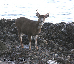 A Sitka blacktailed buck on the beach on Glass Peninsula on Admiralty Island in November Cold weather in November taxed deer and deep snow in March further stressed the population in northern Southeast Kim Titus Photo