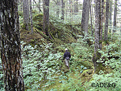Hunters harvest 8000 to 9000 deer every year from the ABC Islands and between 2000 and 3000 each year from southern Southeast 350 to 450 deer are harvested each year in the Juneau area