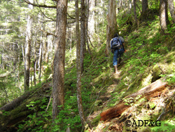 Scott Crass walks a deer pellet transect on Admiralty Island in May Riley Woodford photo