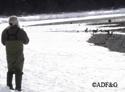 LaVern Beier watches a group of deer in Mud Bay on Chichagof Island part of a mortality survey in March Riley Woodford photo