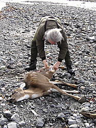 Just hours after this deer succumbed to starvation LaVern Beier checks out the carcass Riley Woodford photo