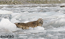 Many harbor seals move into fjords in Alaska to have their pups The ice floes provide floating platforms for the nursing seals