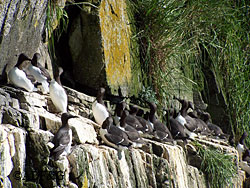 A colony of murres Colony sizes for common murres ranged from nearly 80000 birds on North Twin Island to just about 5000 birds on High Island
